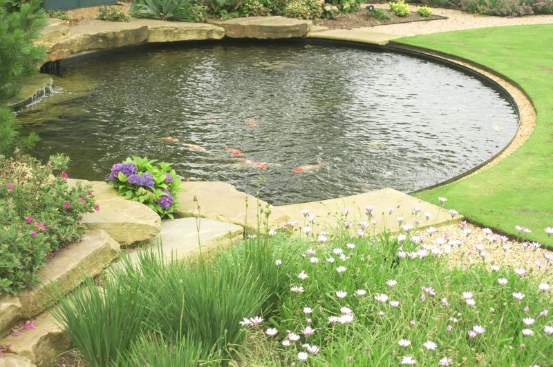 Pond Water Algae Control