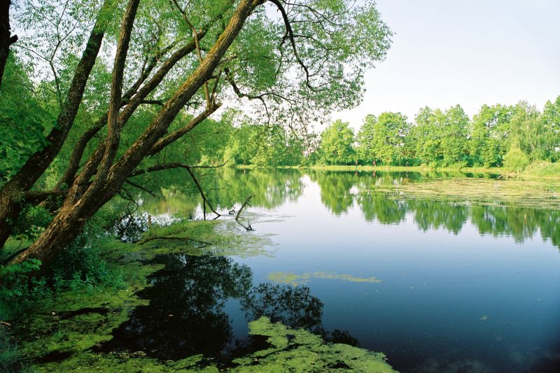 Pond Water Algae Control detail