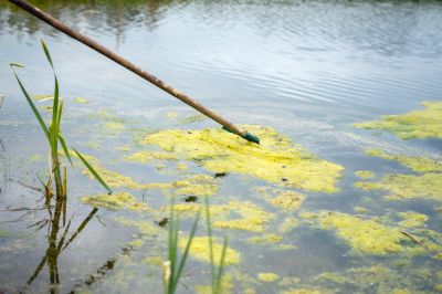 Improve the Health of the Pond with Pond Cleaning!